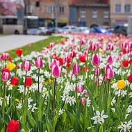Flower Your Place positioniert sich erfolgreich auf dem Blumenzwiebelmarkt