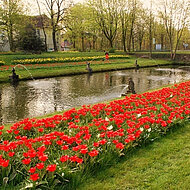 Jetzt pflanzen f&uuml;r das Vergn&uuml;gen im Fr&uuml;hling