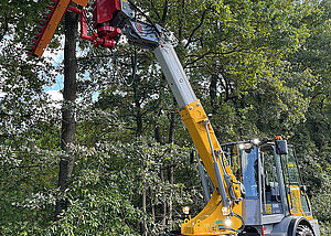 Sichere Baum- und Heckenpflege