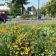 Neuer Verver Katalog: farbenfrohe und nachhaltige Gr&uuml;nfl&auml;chen!