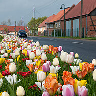 Farbenfrohe, nachhaltige &ouml;ffentliche Gr&uuml;nanlagen