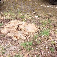 Baumpflege by Wurotec: Die Neupflanzung beginnt mit der Rodung 