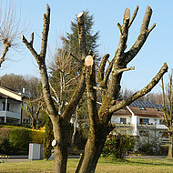 Baumschnitt: Pflege, Herumschnippeln oder Zerst&ouml;rung?