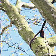 GEFA Fabritz GmbH: Gr&uuml;ner Klimasch&uuml;tzer &ndash; der vitale Stadtbaum 