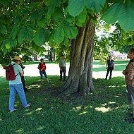 Verkehrssichere und vitale Bäume im Siedlungsbereich
