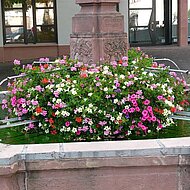 Fertigblumenk&uuml;bel: das All-in-One-Konzept von Entree Vert Holland