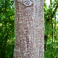 Biber &ndash; im Spannungsfeld von Naturschutz und Verkehrssicherung