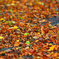 Entsorgen und verwerten: Wohin mit dem Herbstlaub?