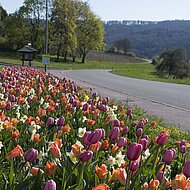 Blumenzwiebeln von VERVER Export begeistern ganz Europa
