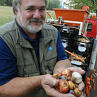 BUGA-Blumenband auf vier Kilometern gepflanzt