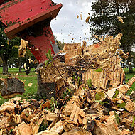 Wurzelratte: In &Ouml;sterreich exklusiv bei Martin erh&auml;ltlich