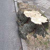 Rodungsmesser Wurzelratte: Effizient roden mit dem richtigen Anschliff