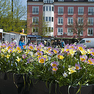 Narzissen: Die zuverl&auml;ssigen Partner f&uuml;r &ouml;ffentliche Gr&uuml;nanlagen!