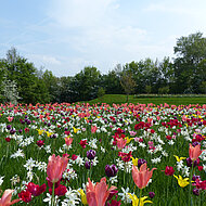 Flower Your Place; Ihr Partner zur Versch&ouml;nerung von &ouml;ffentlichen Gr&uuml;nfl&auml;chen!