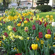 Verver Export: Blumenzwiebeln das Highlight in jeder Gr&uuml;nanlage