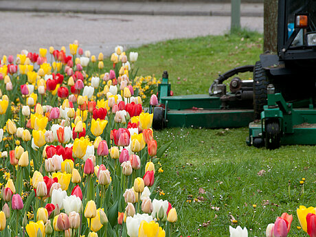 &Ouml;ffentliche Gr&uuml;nanlagen in Deutschland bekennen im Fr&uuml;hjahr Farbe