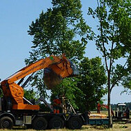 Umzug statt Kahlschlag: Unterschlei&szlig;heim pflanzt zw&ouml;lf Gro&szlig;b&auml;ume um