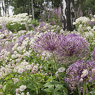 Allium: stiehlt die Show in &ouml;ffentlichen Gr&uuml;nanlagen!
