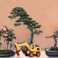 Zum Start in den April: Wurotec launcht die Bonsai-Wurzelratte :-)