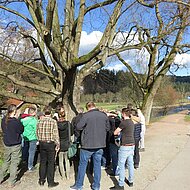 Sachverst&auml;ndigenb&uuml;ro Peter Klug: Fachkunde bei Baumkontrollen und -pflege