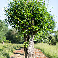 Baumdeutung auf der GaLaBau 2016