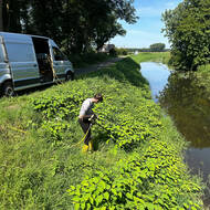 Unerwünschte oder invasive Pflanzen mit der electro lance bekämpfen