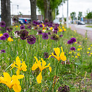Nat&uuml;rlich bl&uuml;hende Stra&szlig;enr&auml;nder und ihre Biodiversit&auml;t
