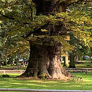 Deutsche Baumpflegetage 2025: neue Fachpartner für die nächste Messe 