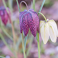 Lubbe Lisse wirbt mit Blumenspektakel 